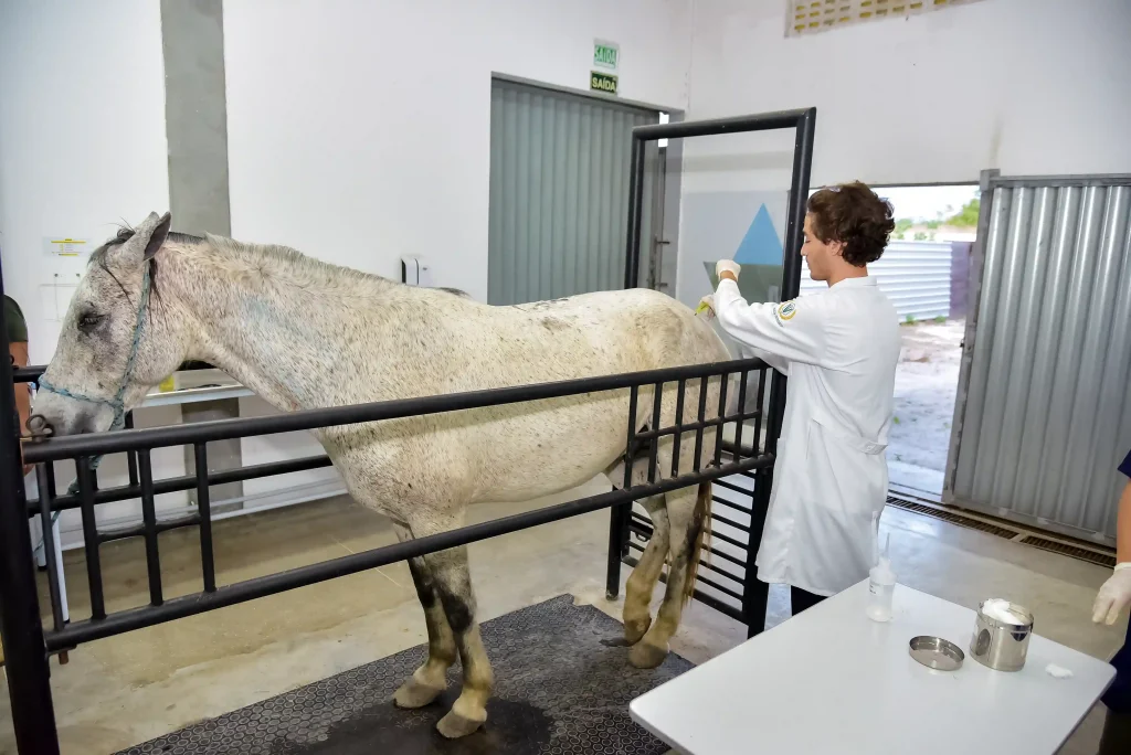 Animais de grande porte: Medicina Veterinária especializada em cuidados ...