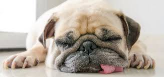 Cachorro da raça Pug dormindo de língua para fora da boca.