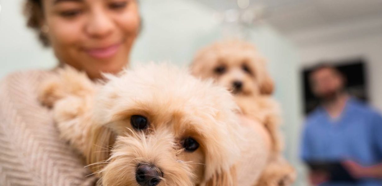 Sala de Imprensa: Entenda o impacto do câncer nos pets e como prevenir