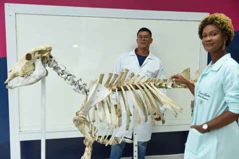 Medicina Veterinária: Transformando o Futuro do Agronegócio através da Fenagro