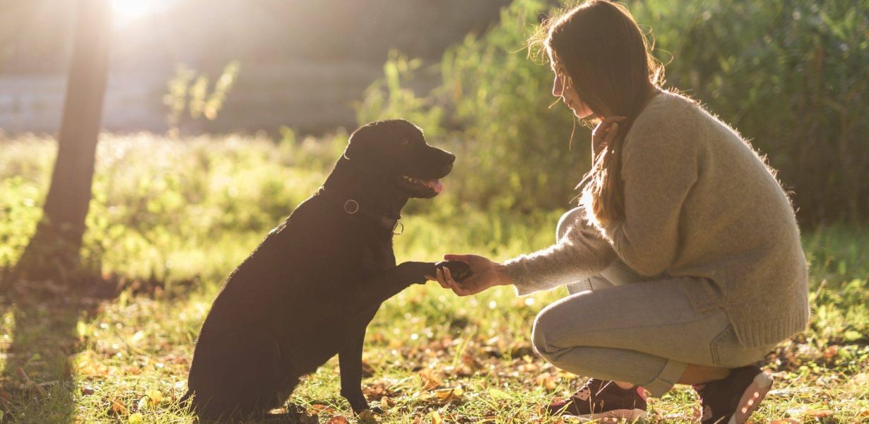 Cão de apoio emocional: professora da Unex explica benefícios e os cuidados necessários com o animal